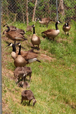 [At least 13 geese (adults and goslings) within a short distance all either eating or looking for food at the top of the hillside.]